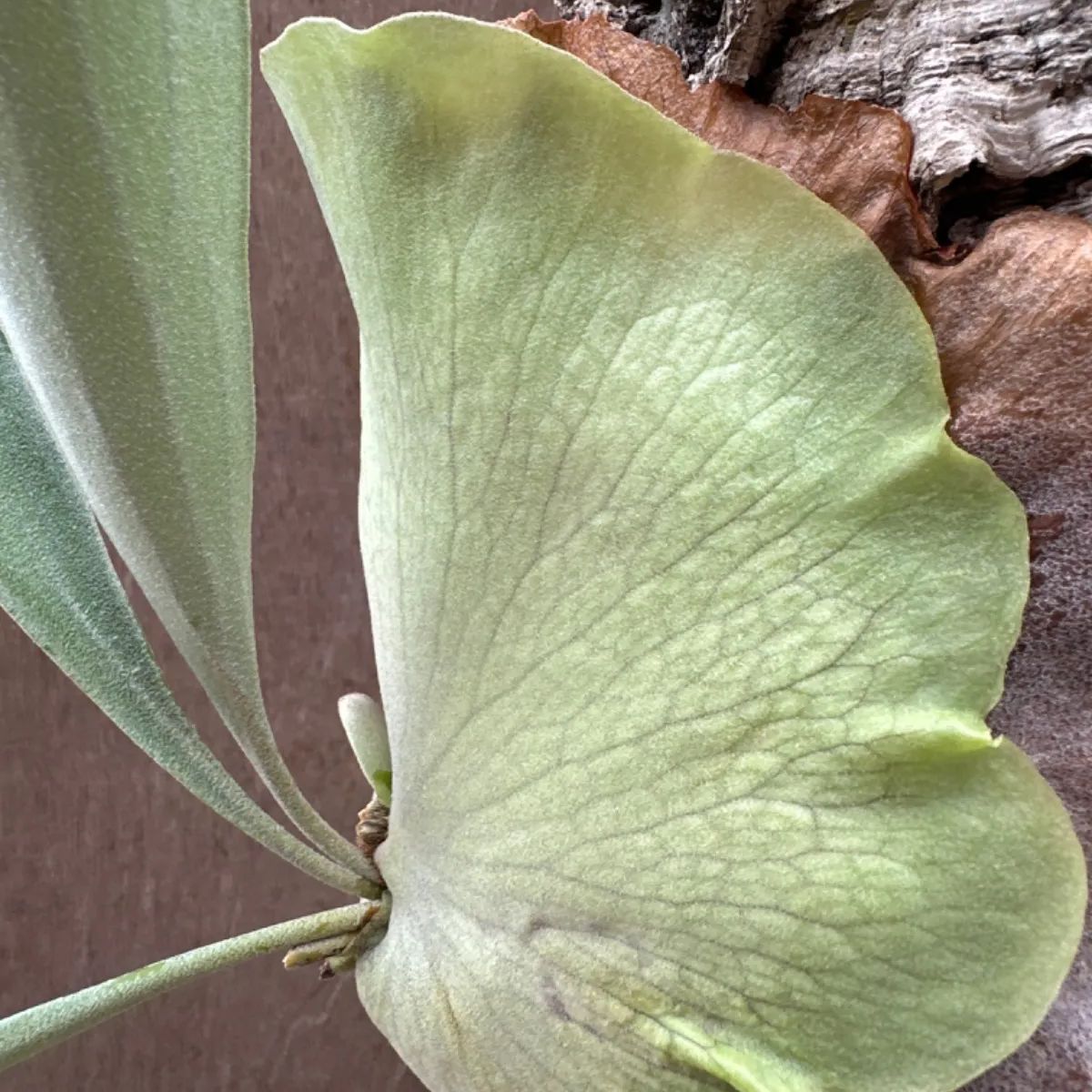 P. Little Finger#A 子株付き 山*ゃ様 【ビカクシダ】P