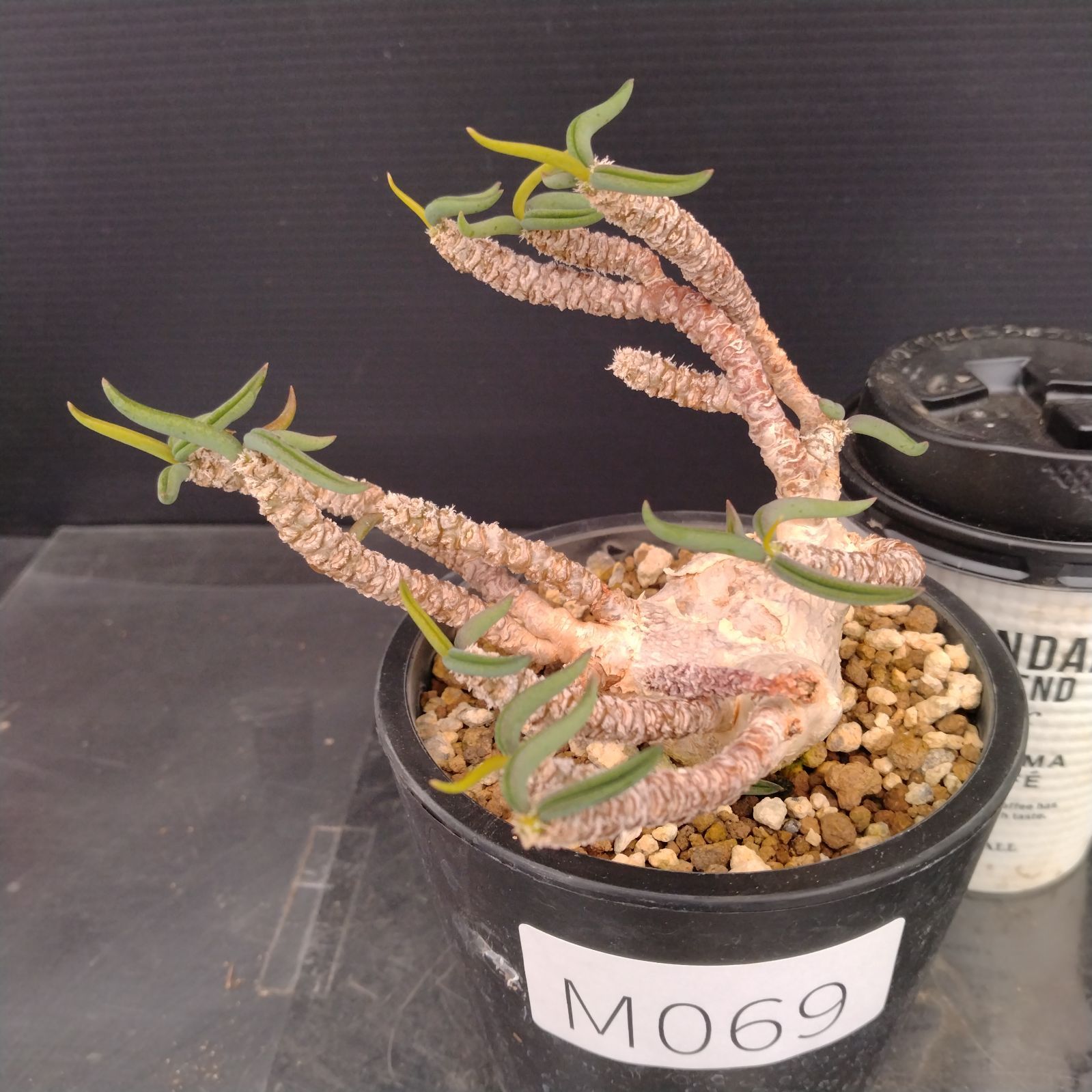 【希少大株】ユーフォルビアキリンドリフォリアトゥビフェラ 塊根植物 植物の紹介です🌱﻿ ﻿ \ キリンドリフォリア トゥビフェラ