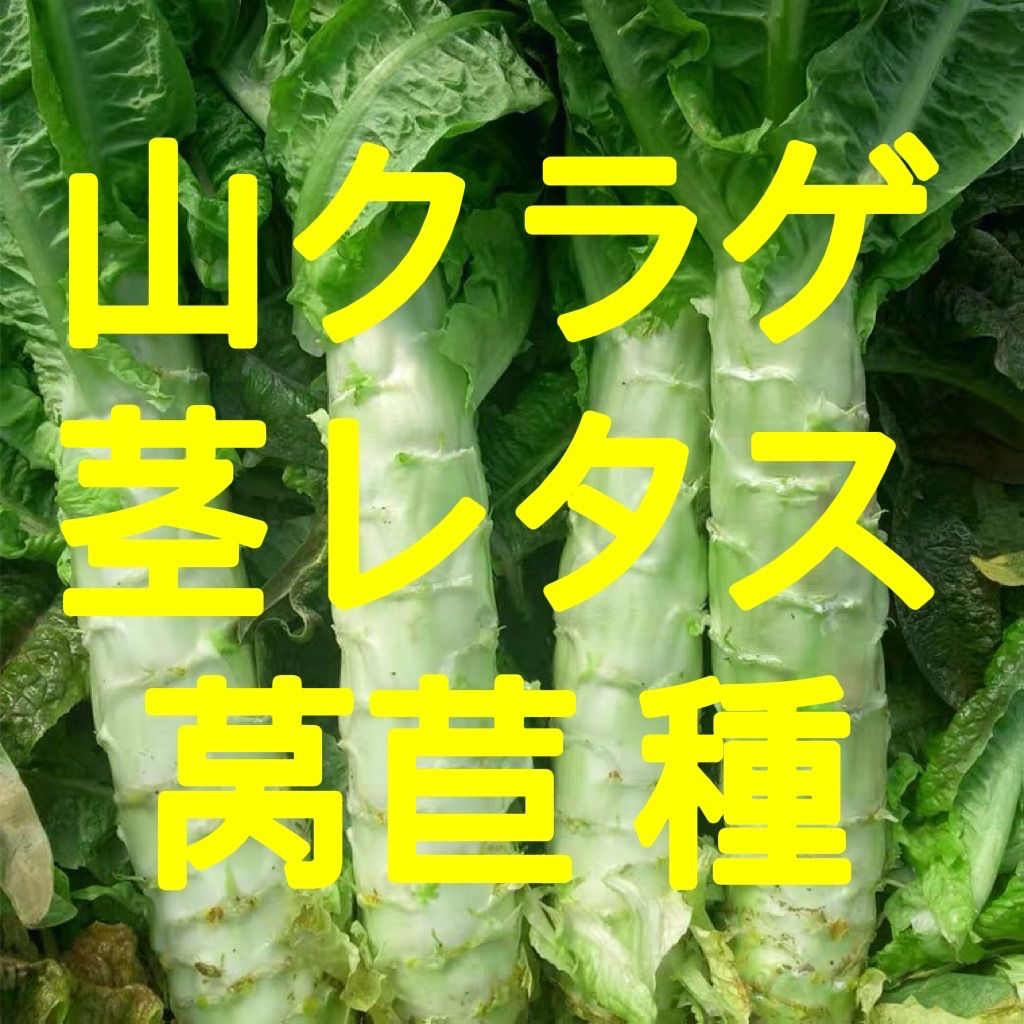 春先、秋先栽培ok❣️山クラゲ 茎レタス 莴苣 の種200粒（たね