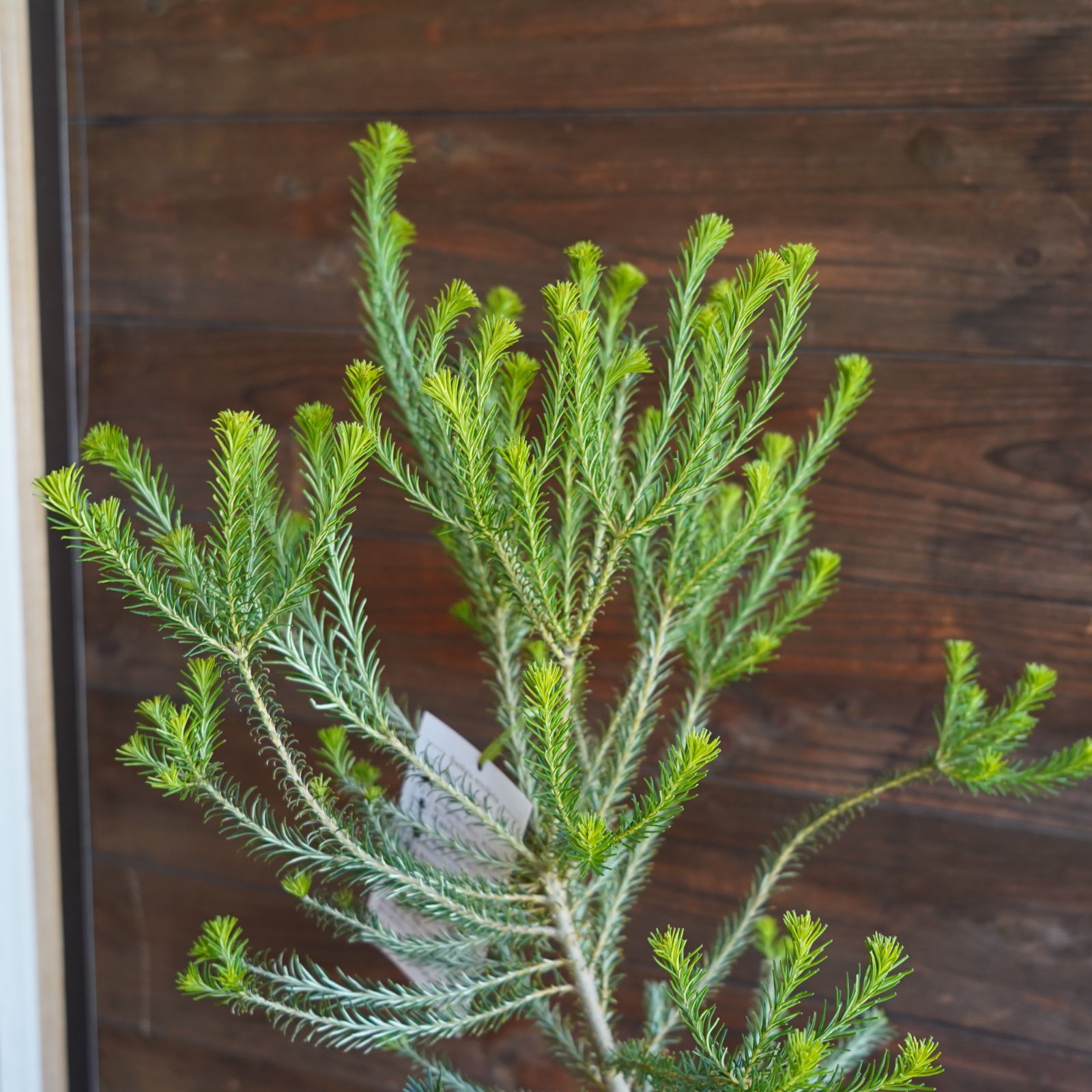 現物】バンクシア ”エリシフォリア” (ヒースバンクシア) B オージ