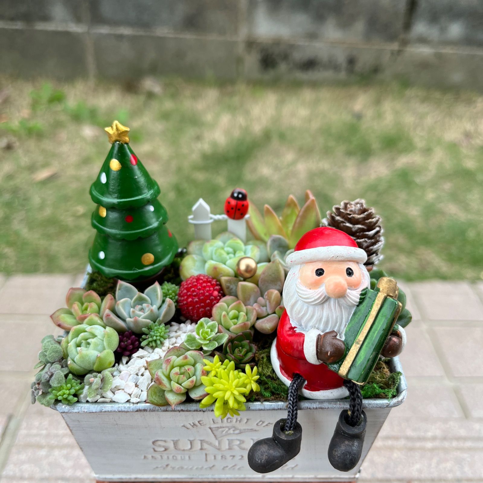 ♡そのまま飾れる♡クリスマス☆彡足ぶらサンタさんの可愛い多肉植物