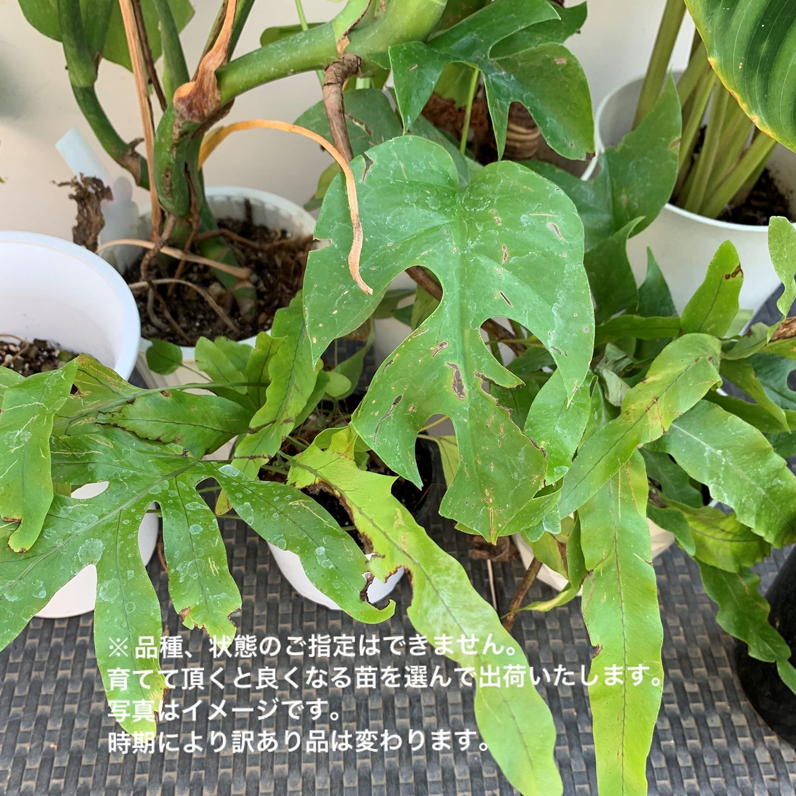商品の為ギフトラッピングには対応しておりません