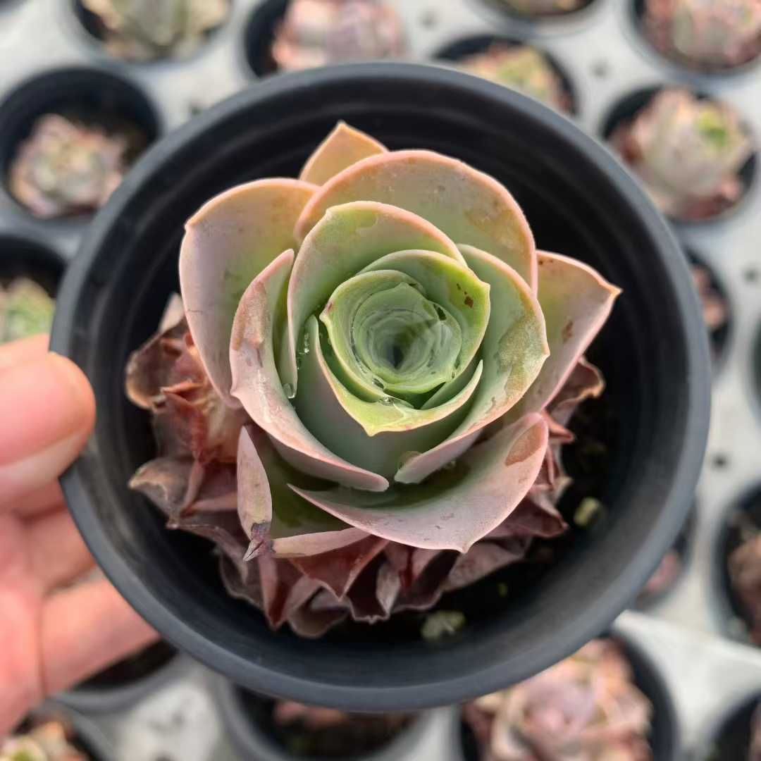 抜き苗 ピンクローズ YHM2235×48株 ふっくら 多肉植物