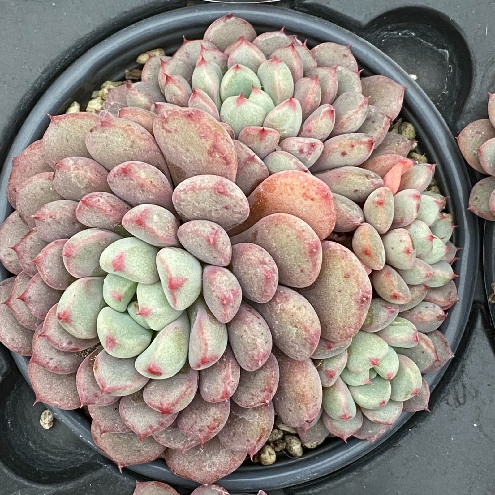 梨のお花＊梨のつぼみの枝＊切り花】真っ白い可憐な可愛いお花＊里山