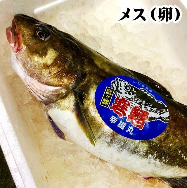 【捌いてお届け】真鱈 寒鱈 メス たらこ 4kg 1尾（切身8～10人前） 山形県産 マダラ 真ダラ 寒ダラ 鱈 1月中旬より順次発送