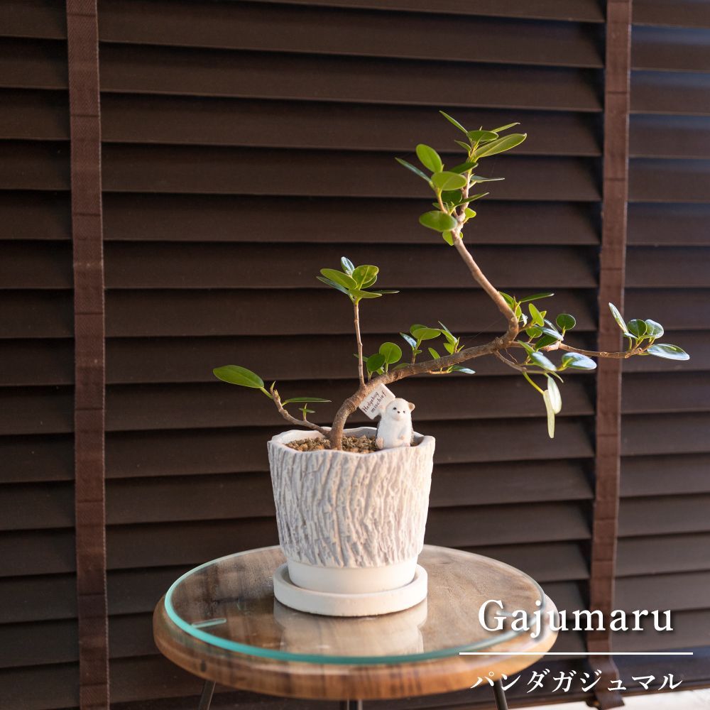 パンダガジュマル 曲げタイプ 4号 陶器鉢 観葉植物 ガジュマルの木