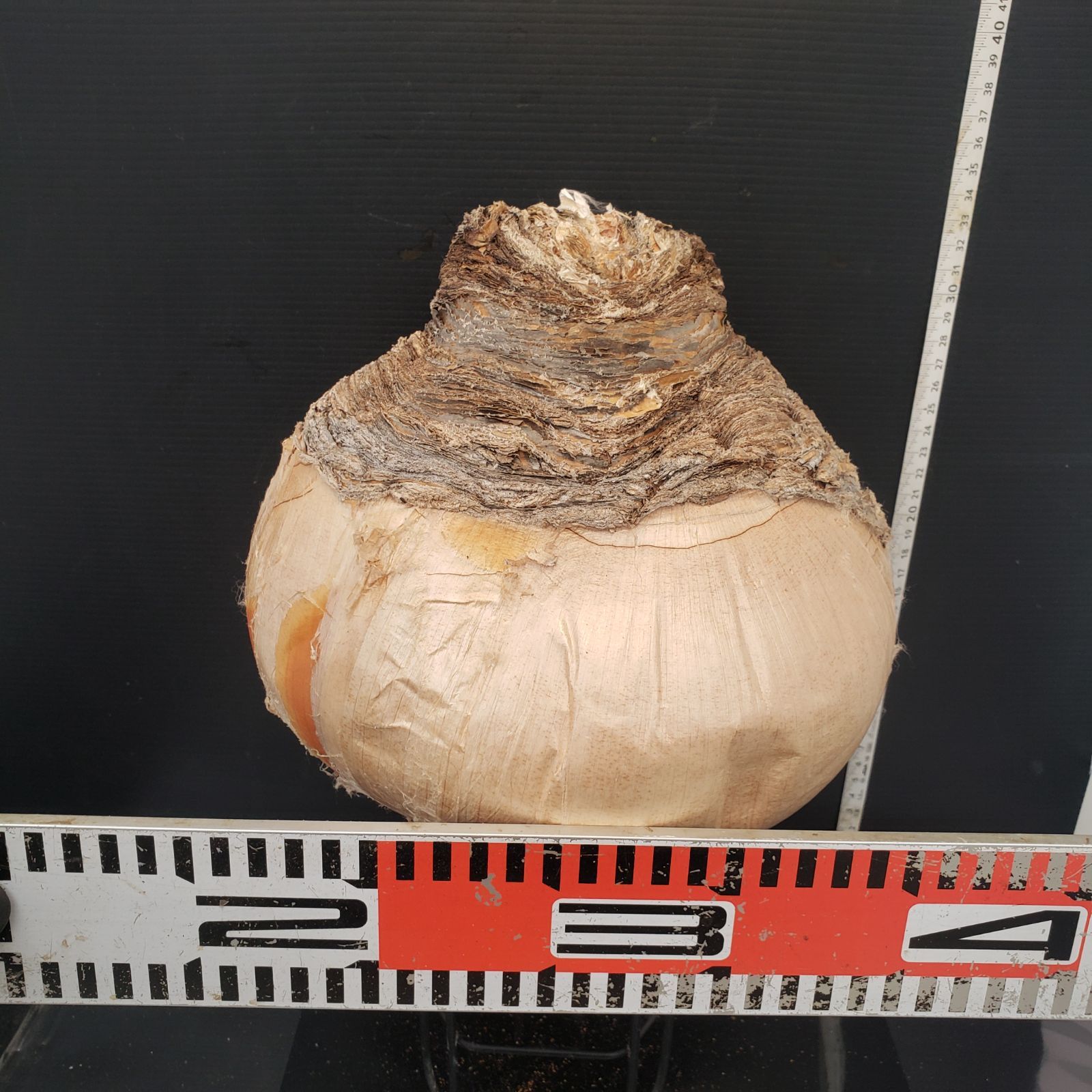 Z414 最新到着 Boophane ハエマンソイデス ML 現地球 抜き苗 球根植物 ブーファン ハエマンソイデス