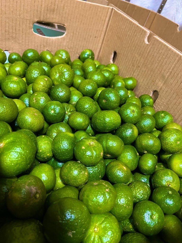 シークワーサー 10キロ