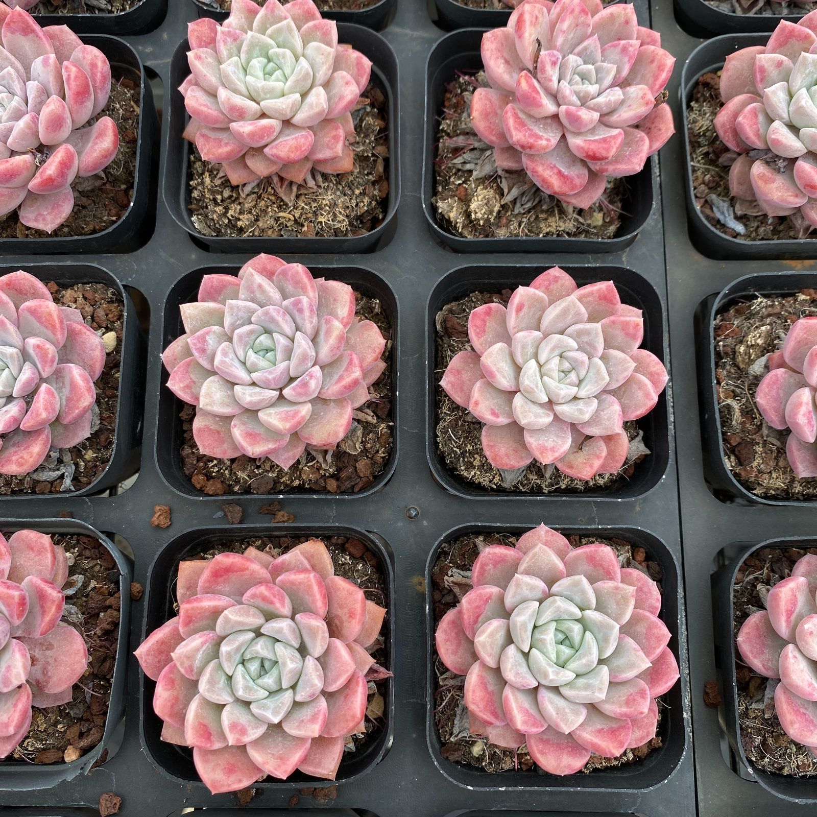 5番　アロエ　ぺぺ　多肉植物　抜き苗　¥500 アロエ ぺぺ 多肉植物 抜き苗 - メルカリ