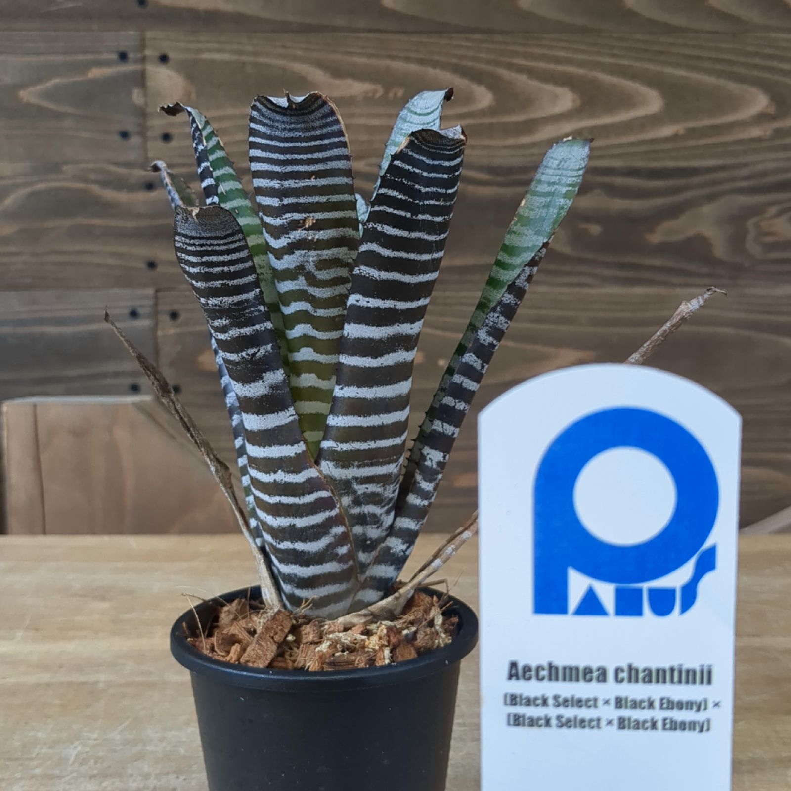 観葉植物）一点物 エクメア チャンティニー ハイブリッド 4号（1鉢 
