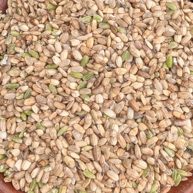 種類4：2kg くず米 青米 キヌヒカリ 令和6年産 兵庫県産 減農薬