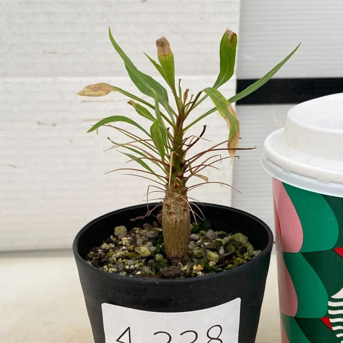 4338 「実生」フォークイエリア プルプシー【塊根植物・多肉植物・Fouquieria purpusii・葉落ちする】 - メルカリ