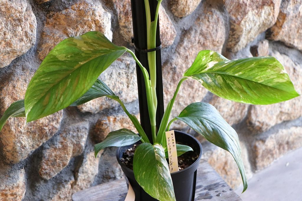 アンスリウム ベイチー 3号 アンスリウム ベイチー 3株 250616 26