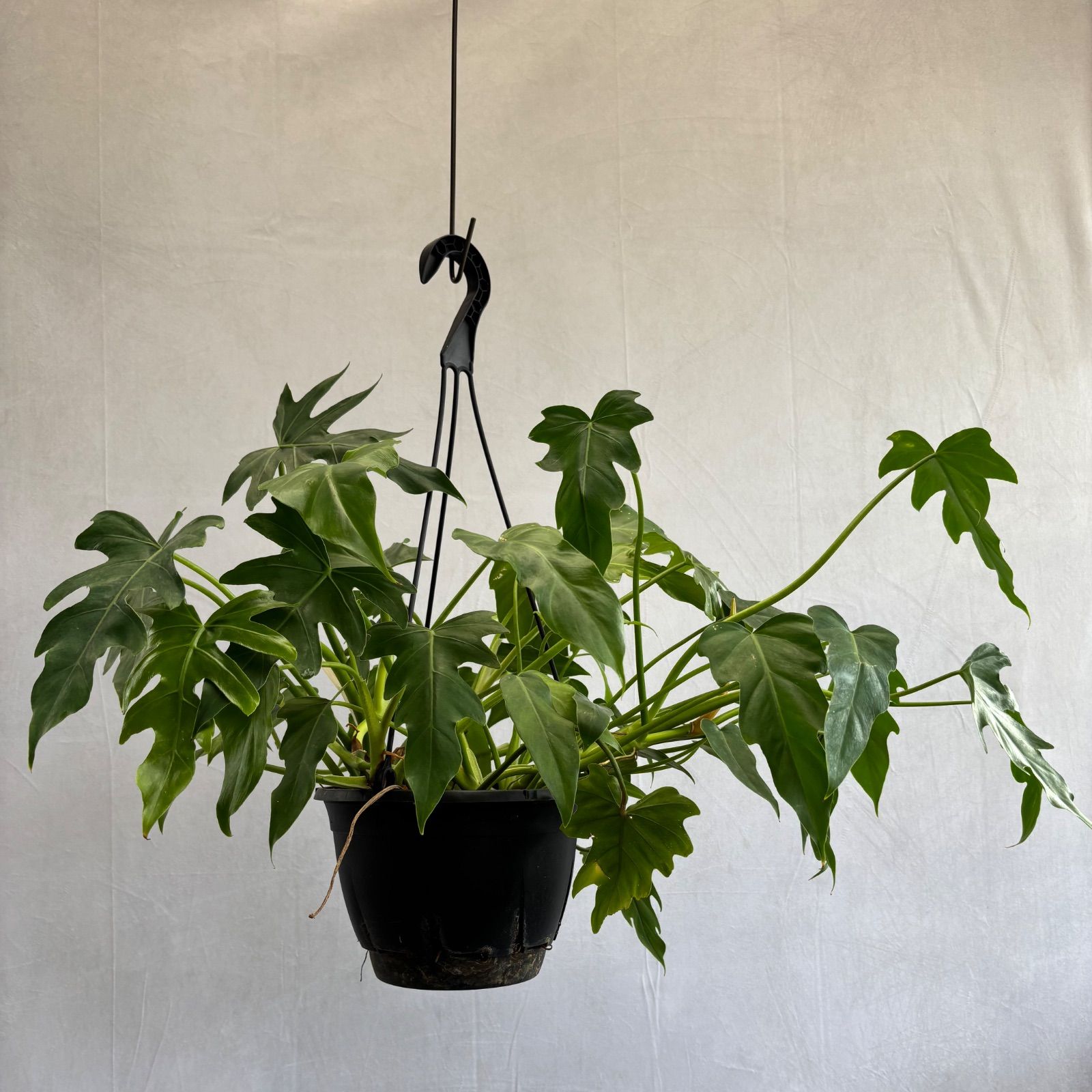 フィロデンドロン ペダツム グラッドハンズ ハンギング 観葉植物 2