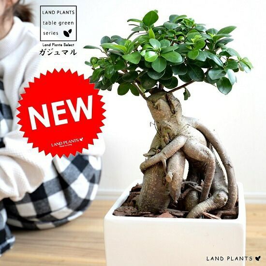 レア 珍種 ホヤ Hoya Icensis splash サクララン レア 珍種 ホヤ Hoya