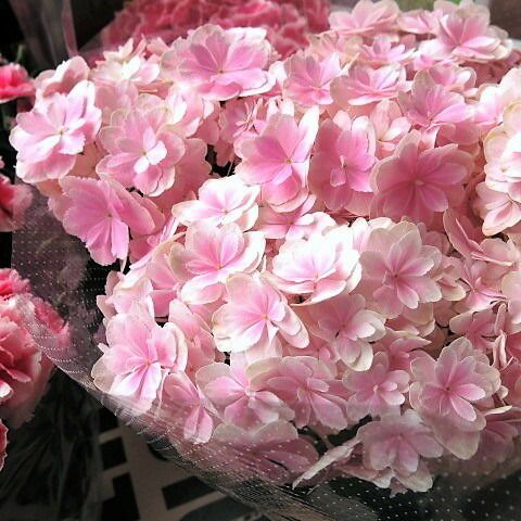 母の日 プレゼント 鉢植え 万華鏡 あじさい ピンク 完全数量 ◆母の日ギフト 花鉢 あじさい 万華鏡 母の日期間 ギフト