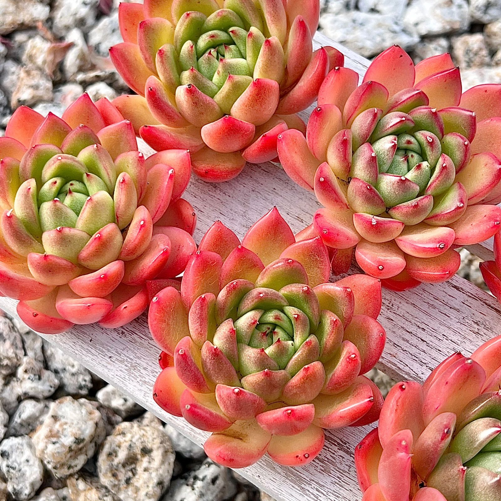 多肉植物 ラズアガ 韓国苗 『大』1苗 - メルカリ