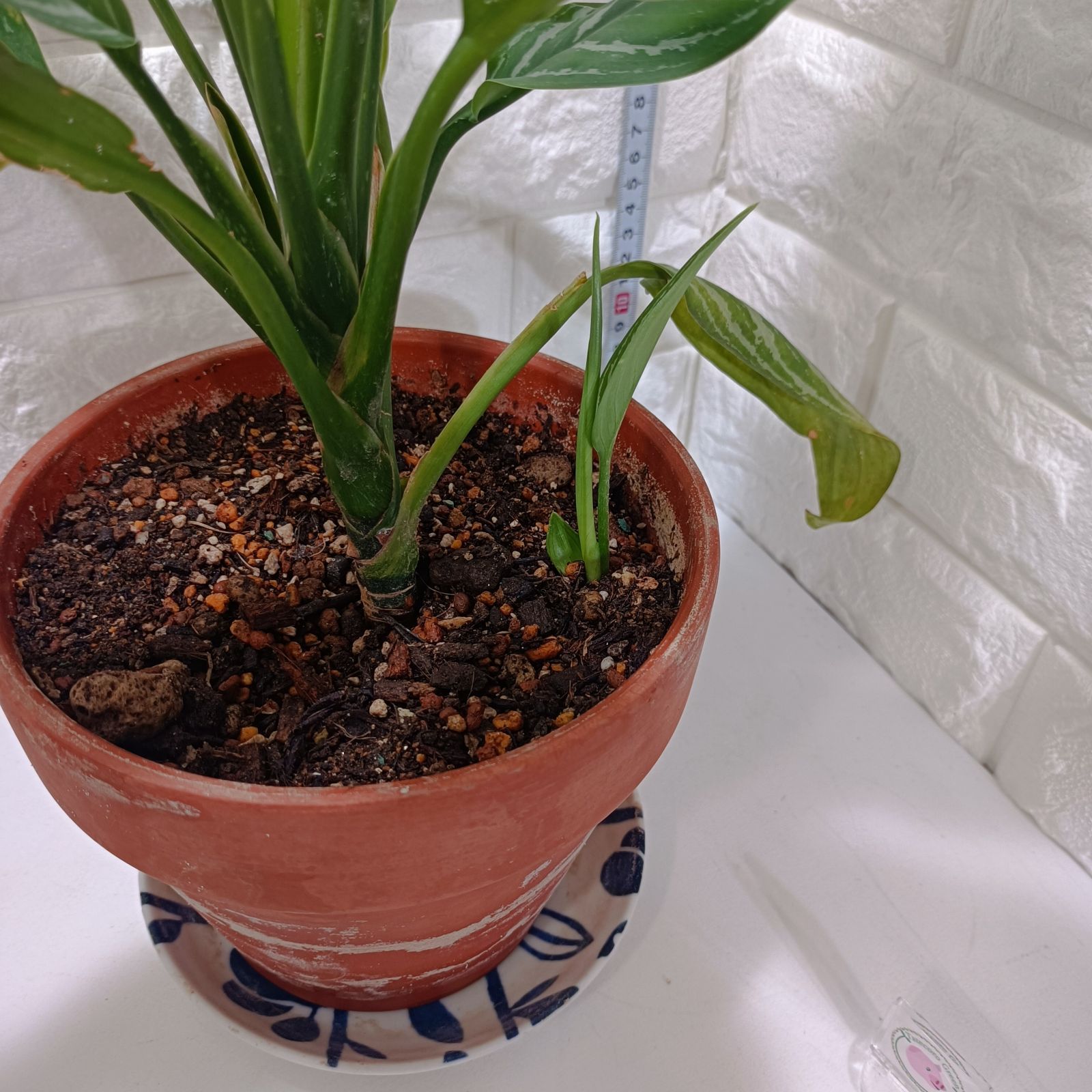 45R スーピマ綾のアネモネバード風呂敷　インディゴ　未使用 PLANCHU 観葉植物 アグラオネマ ナイトスパーク Aglaonema