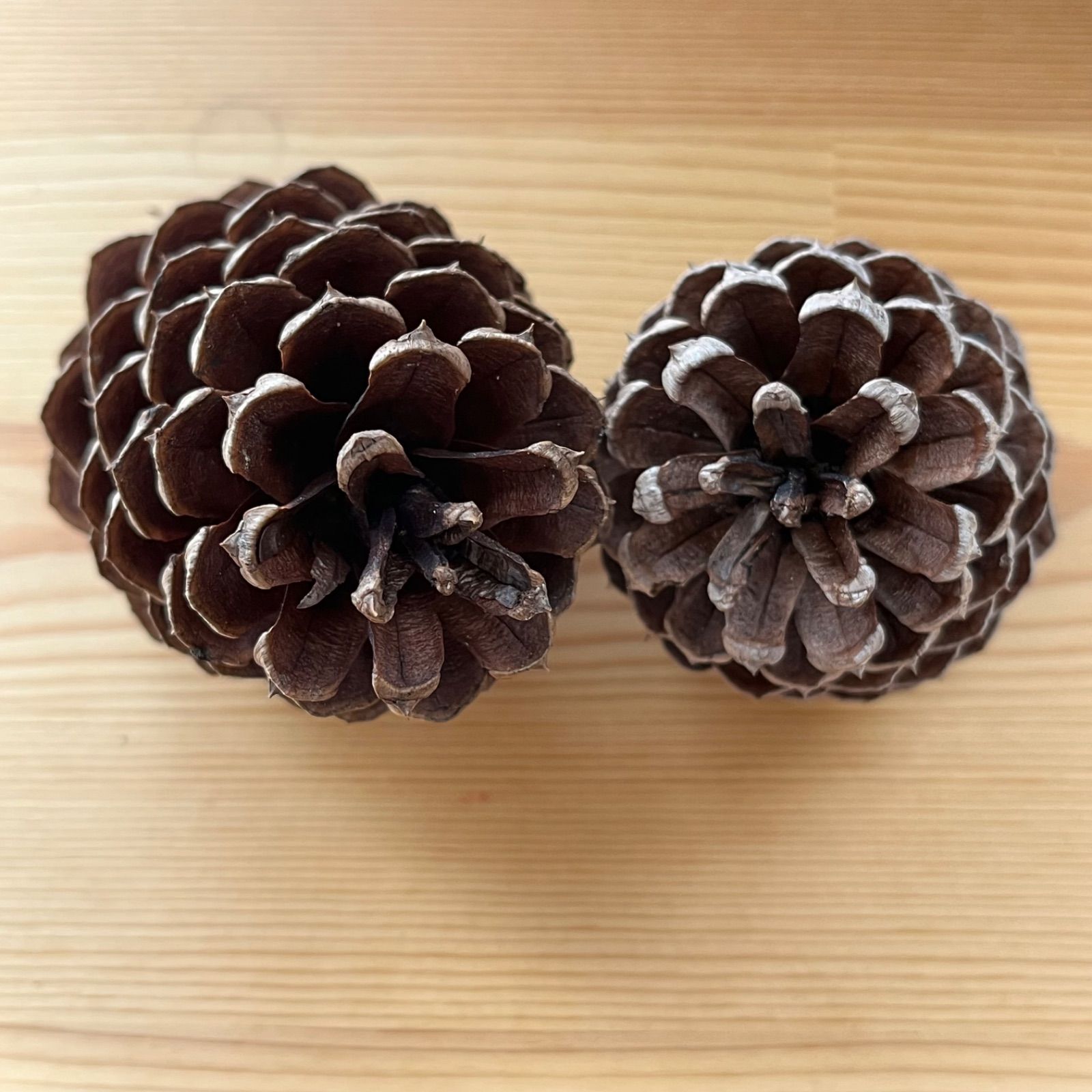 自然素材】大王松 松ぼっくり 7〜12cm 60サイズ箱 - メルカリ