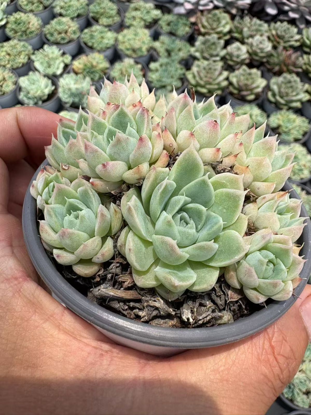 特価 抜き苗 ヘレナ XJB576×18株 ふっくら 多肉植物 エケベリア