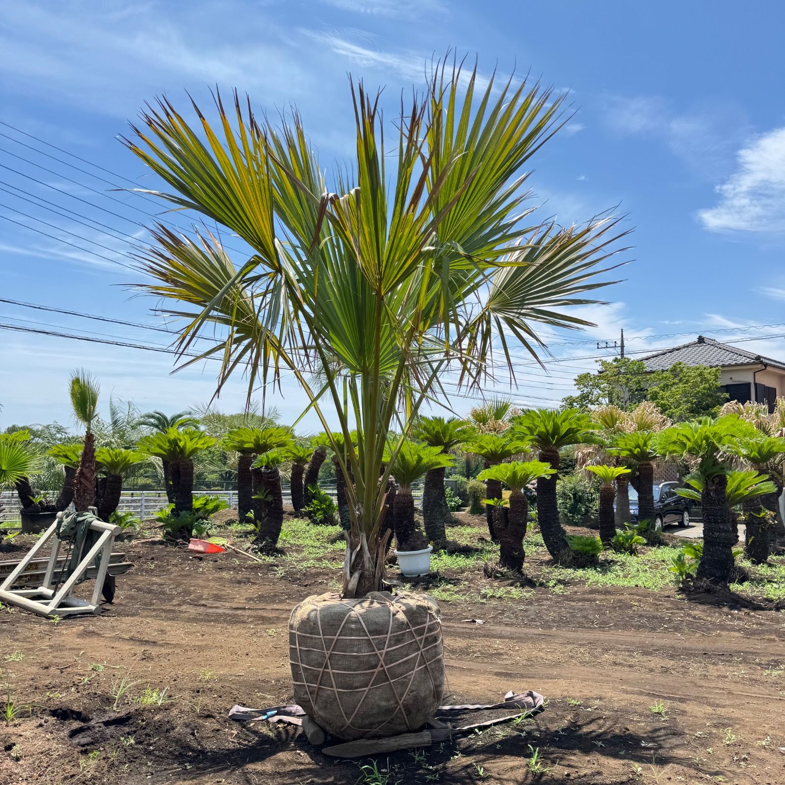 希少】サバルヤシ 3m - メルカリ