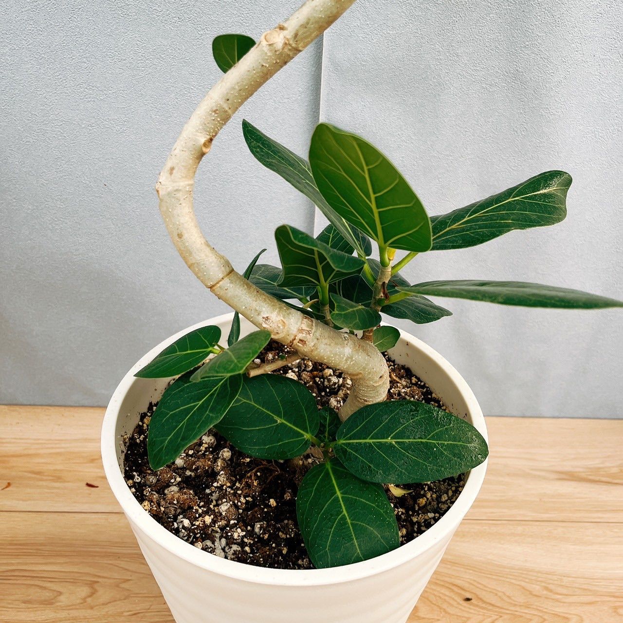 フィカス ベンガレンシス 曲がり 8 観葉植物 大型 室内 観葉植物