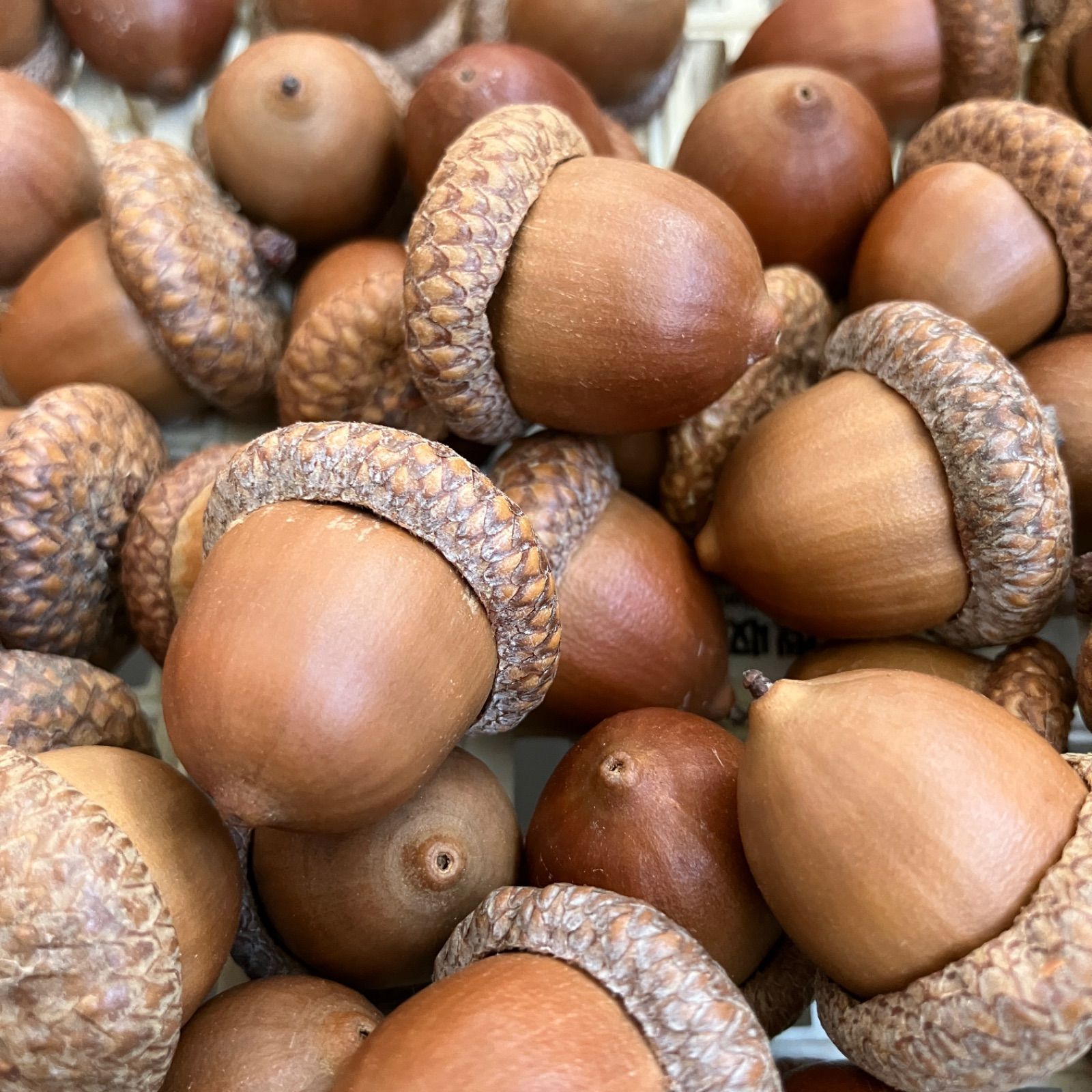 北海道産 レッドオークの実 まんまるどんぐり 大サイズ 大量18個