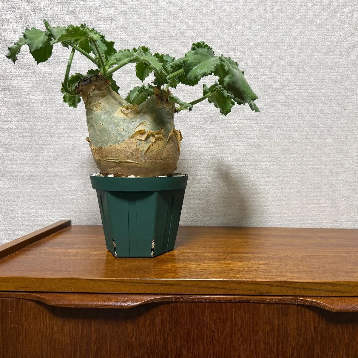 キフォステンマ　マクロプス 現地球 キフォステンマ・マクロプス 現地球 発根済 - メルカリ