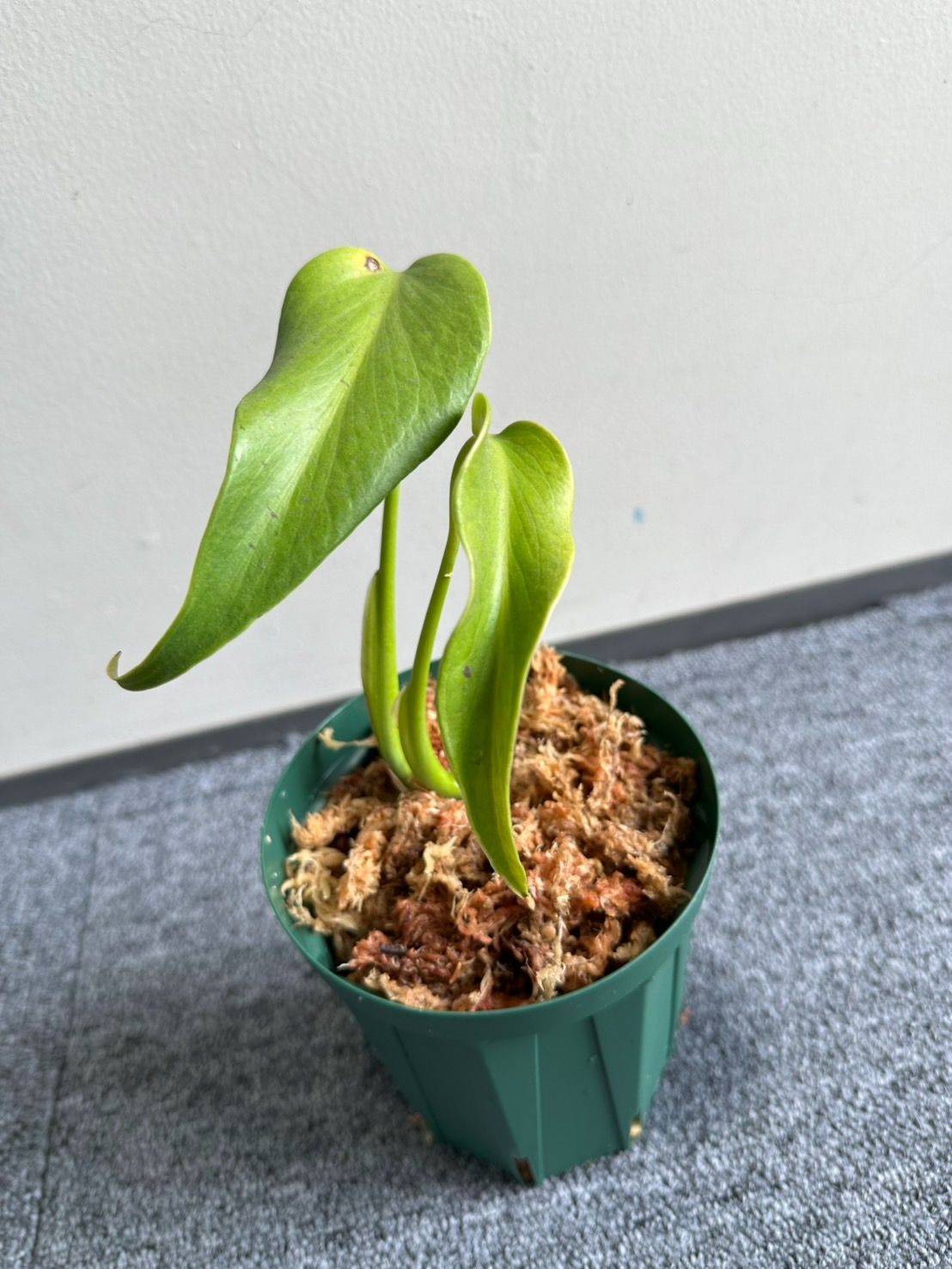 大型　美形　根上がり　モンステラ　デリシオーサ　テラコッタ鉢植え　受け皿付き 美形 根上がり モンステラ デリシオーサ 9号 テラコッタ鉢植え