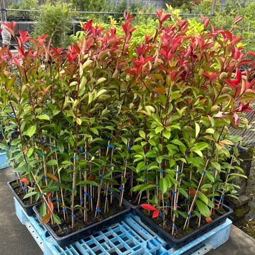 30本セット レッドロビン樹高0.4m前後10.5cmポット