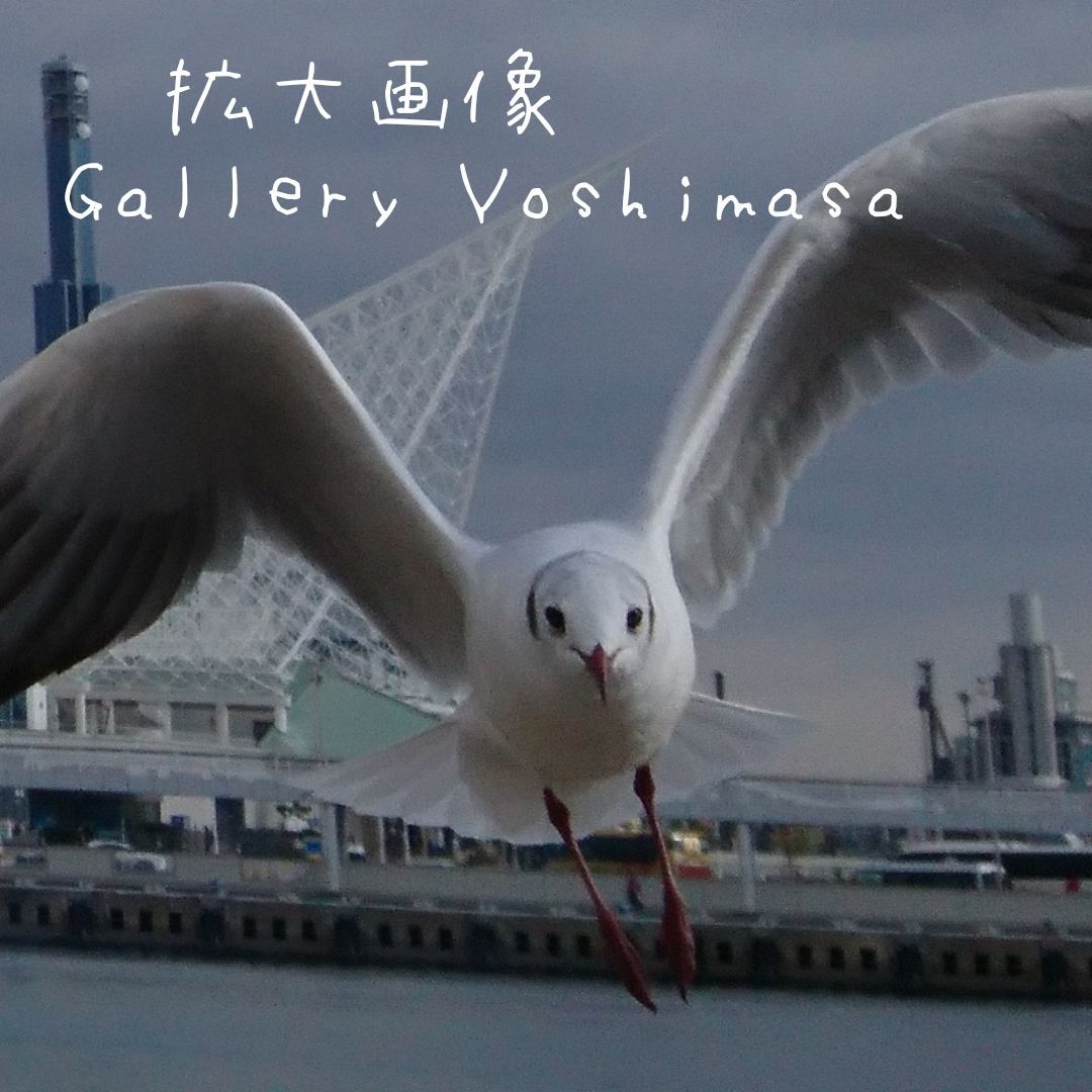 みなと神戸に咲く華 「ユリカモメ」 A3サイズ光沢写真横 写真のみ 送料無料