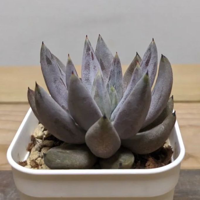 ケーレス実生苗】エケベリア ウングイキュラータ ハウハル④ Echeveria unguiculata, Jaujal - メルカリ