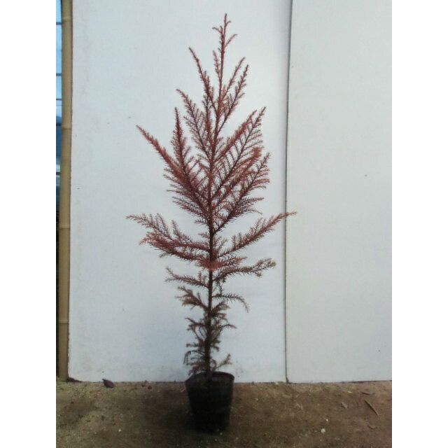 樹高0.8m前後 10.5cmポット