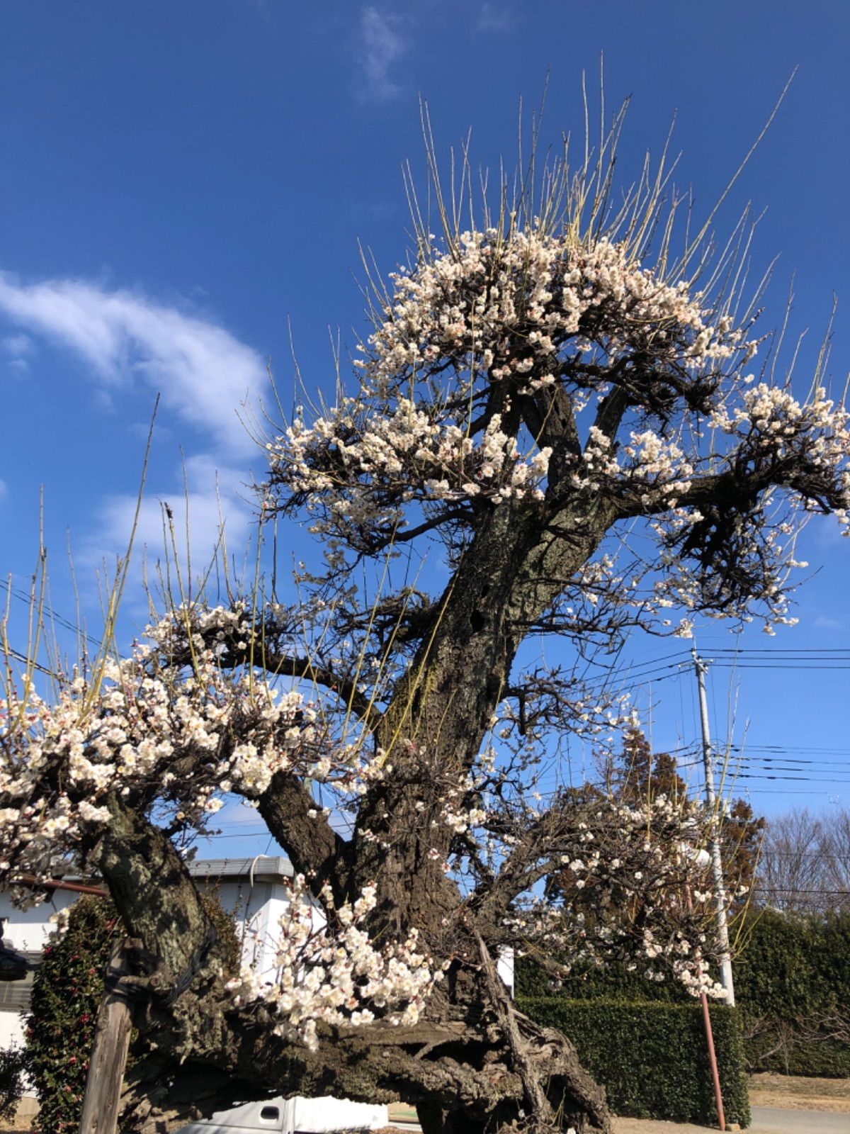 片山園芸 有限会社 片山園芸 | 花卉、家庭菜園用の野菜苗の契約栽培、園芸