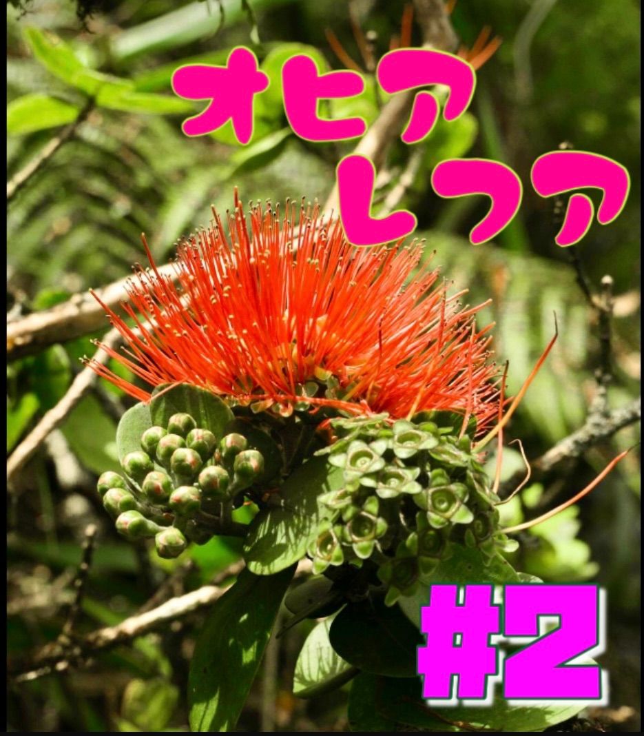 オヒアレフア　Ohi'a Lehua  ②