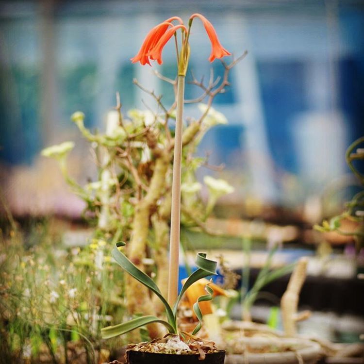 キルタンサス スピラリス Cyrtanthus spiralis EQ704 通販 実生 2.5号