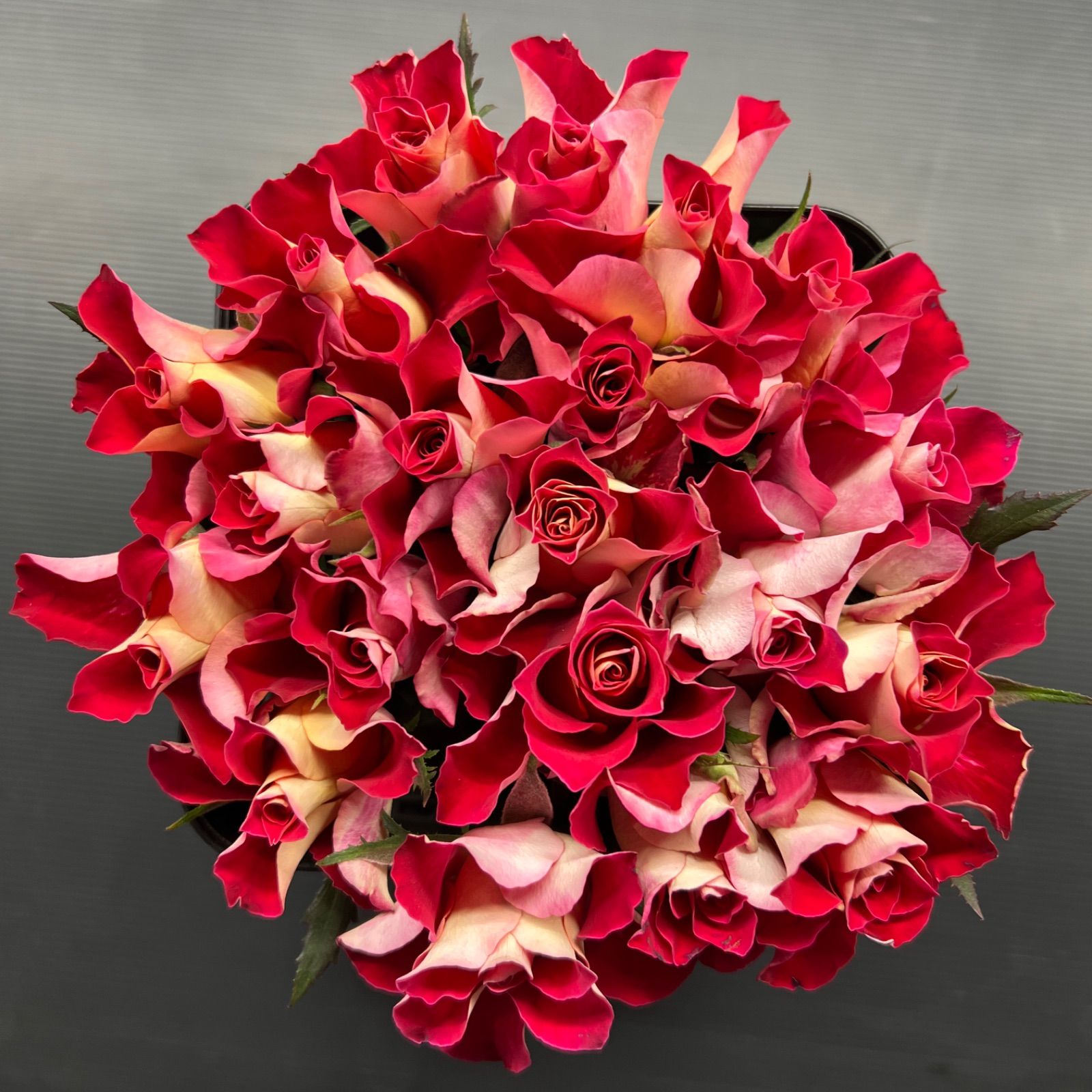 見たことない無い薔薇！？クィーンエーウィッチ:Lサイズ【生花