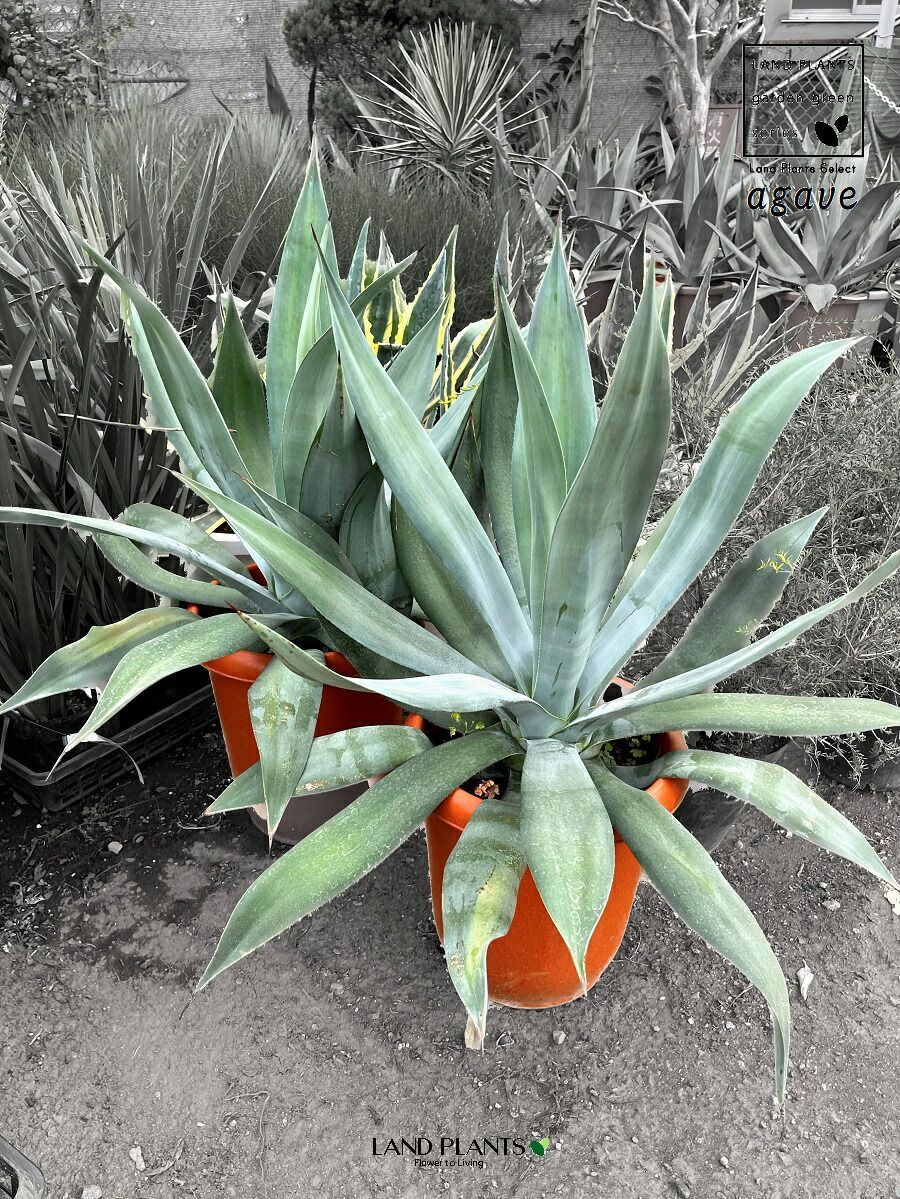 アオノリュウゼツラン（アガベ） 10号 プラスチック鉢 1鉢 アロエ アガベ リュウゼツラン アオノ Agave american - メルカリ