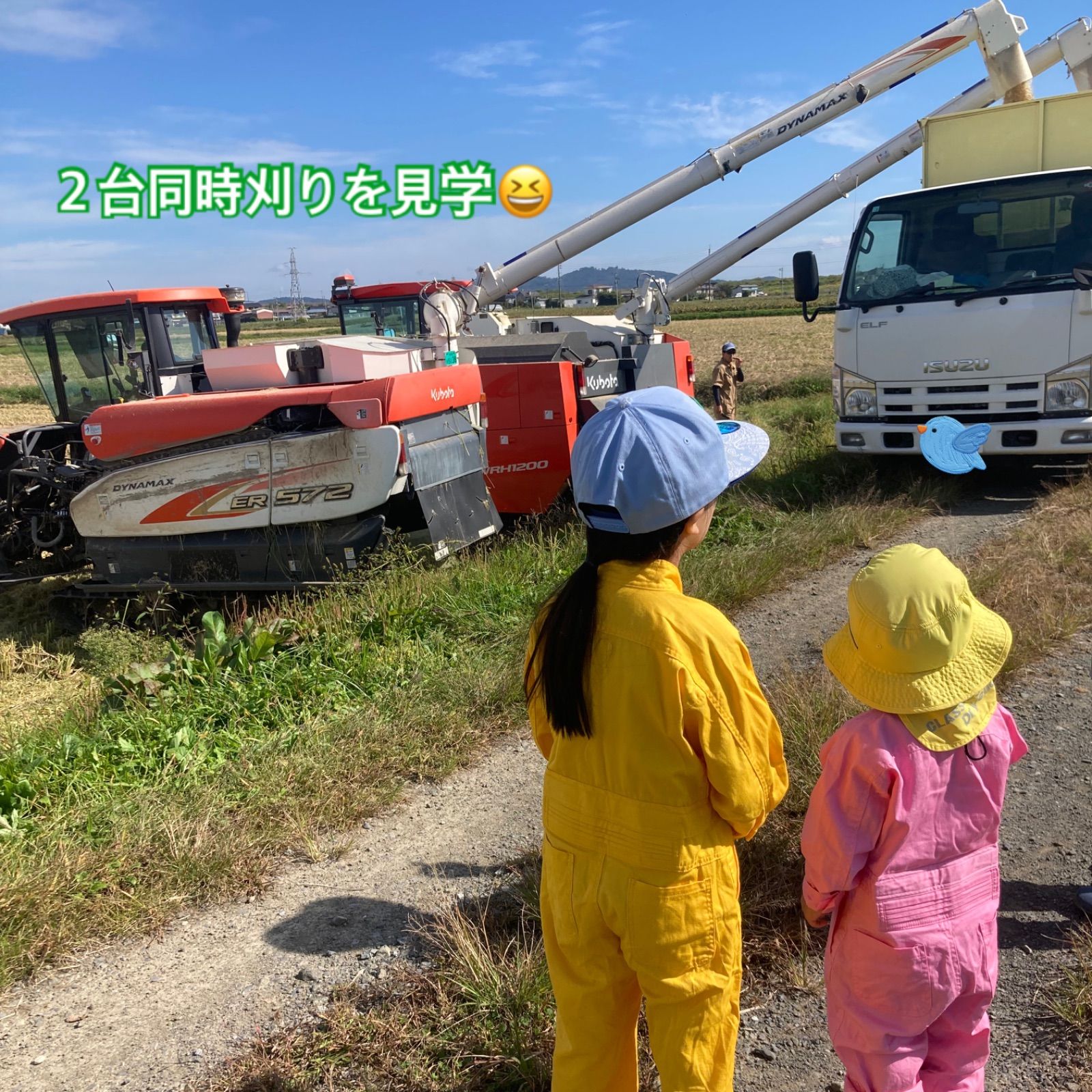 減農薬?ささ結