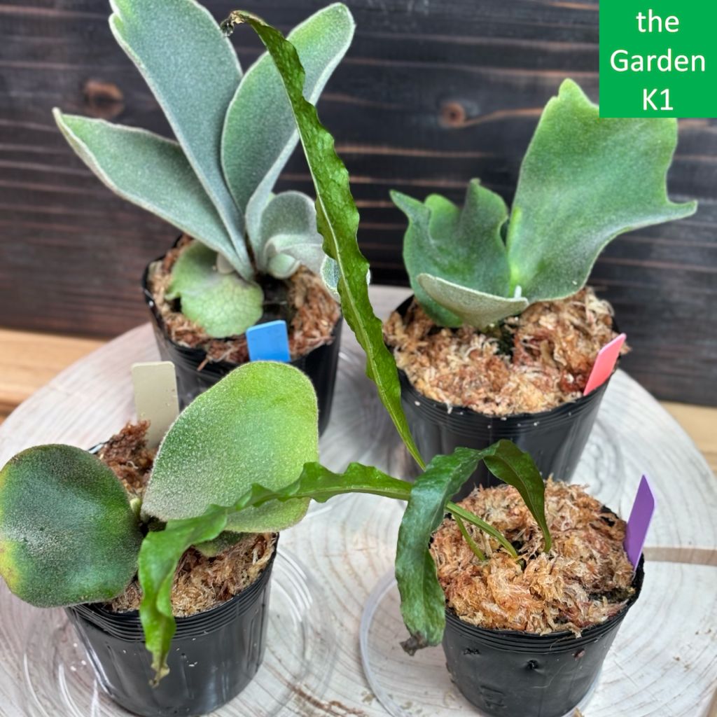 ビカクシダ　３種セット 3株セット ビカクシダ 【公式通販】