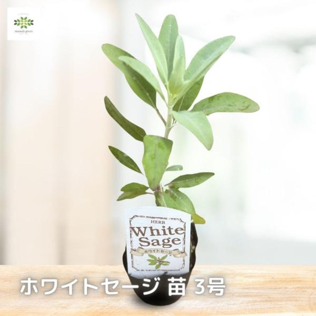 おトク2本セット】ホワイトセージ（サルビア・アピアナ）ホワイト