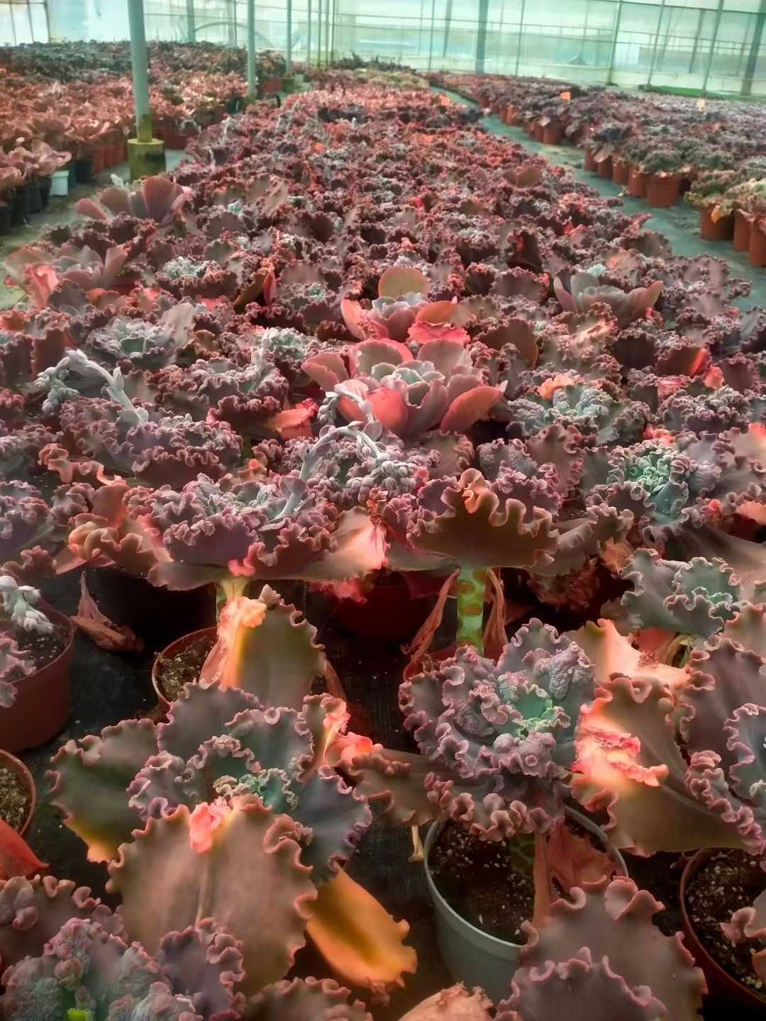 新発売 12株セット エケベリア・バロンボールド（レッド） 抜き苗 多肉