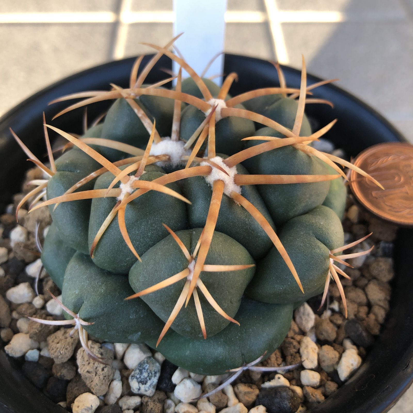 象牙丸 サボテン 多肉植物 - メルカリ