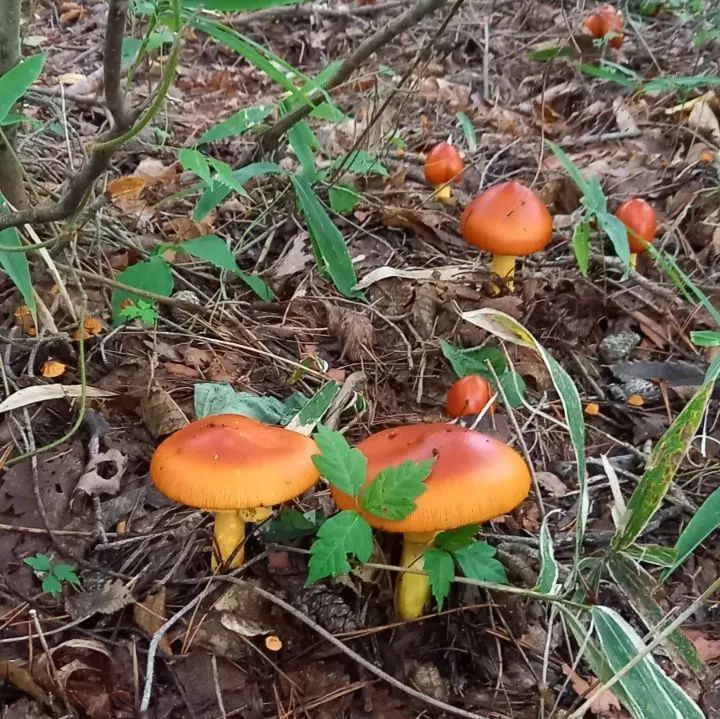 天然きのこ ヤマドリタケモドキ、ムラサキヤマドリタケ、アカヤマドリタケ