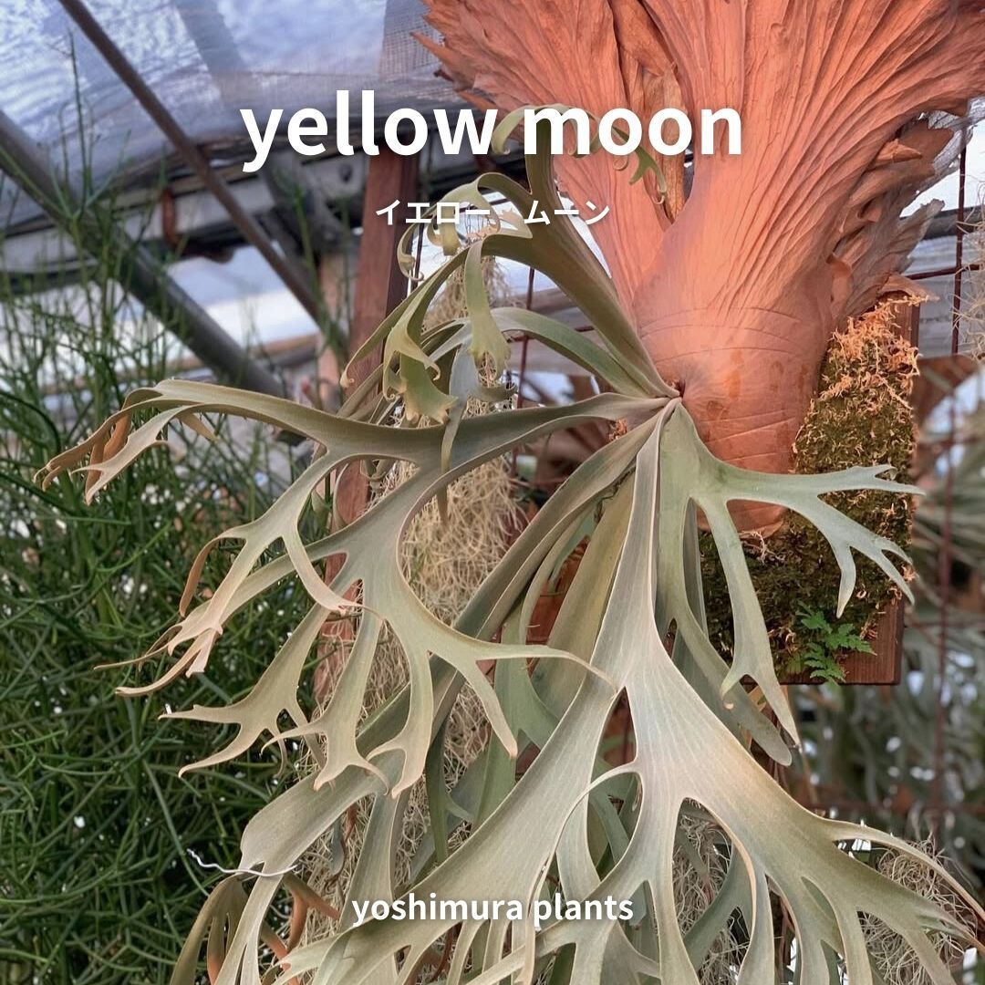 ビカクシダドワーフ3種セットYellowmoon dwarf 、OMG、Nano ビカクシダ