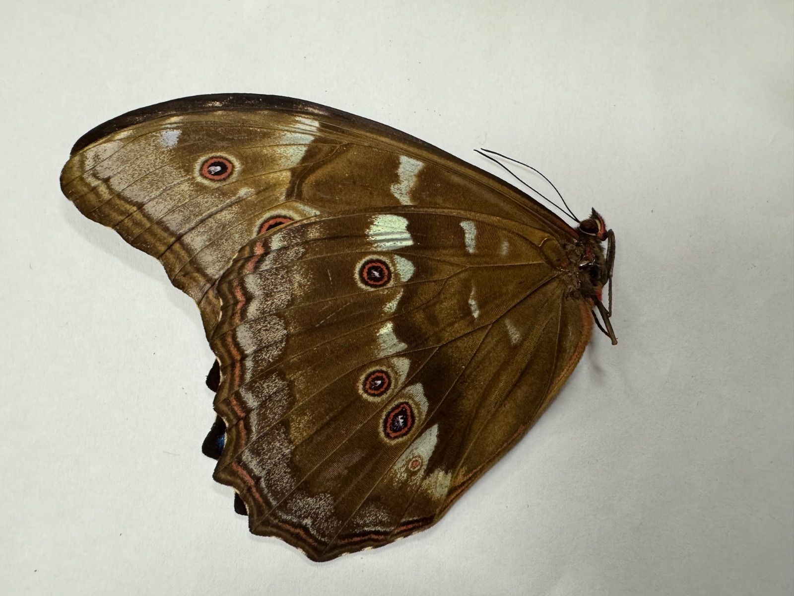 ベルサンタ 蝶標本 ベルサンタ 蝶標本 送料無料の商品 245.jpg 標本 - 標本