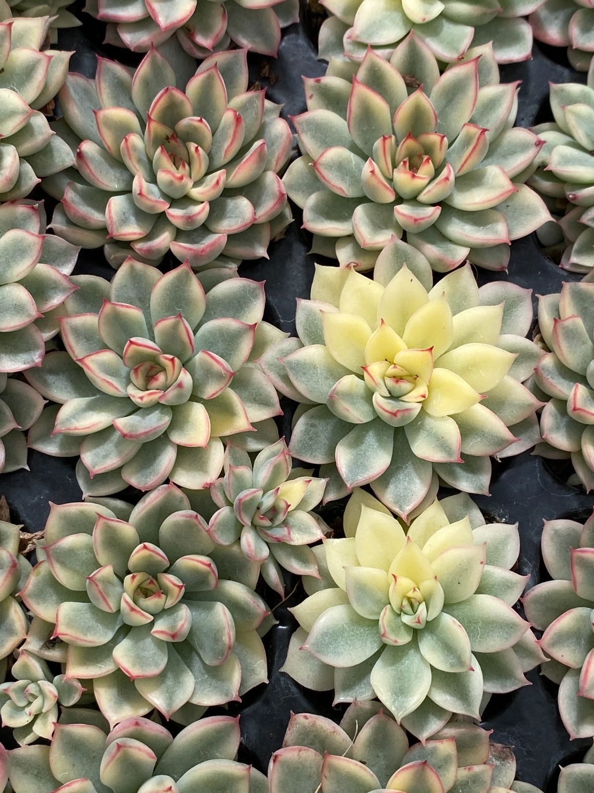 新発売 ZM308 女雛錦 105苗セット 土と根付き 多肉植物 エケベリア