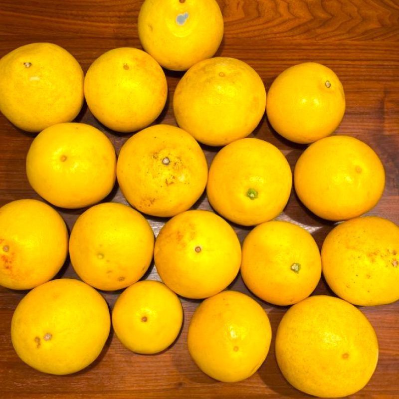 みかん 文旦 ぶんたん（値下げ3500円→2980円 100ケース限定）愛媛/高知県産 特に訳あり 文旦 ぶんたん 箱込10.5kg（10kg+保証分500g）（外皮の傷・シミ多め）（2月中旬～ご注文順に発送）※沖縄・離島・北海道は発送不可