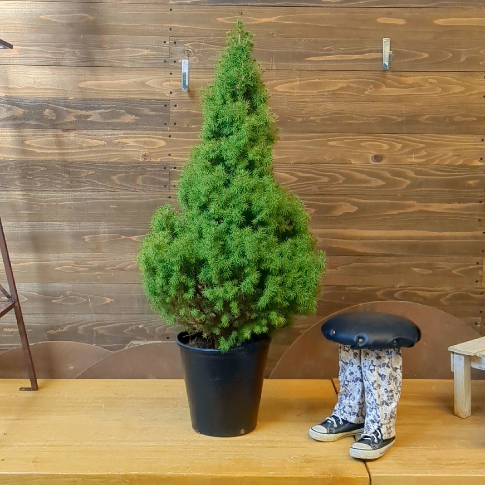 コニファー コニカ【 現品 】クリスマスツリーにも！鉢のまま発送