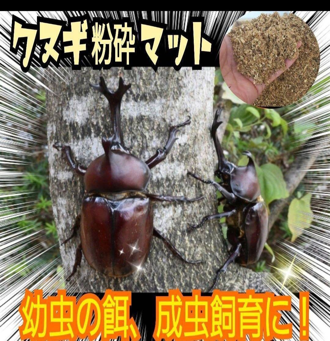 カブト幼虫の餌 成虫飼育に